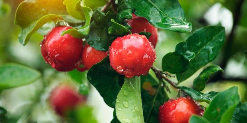 Acérola: source naturelle de vitamine C