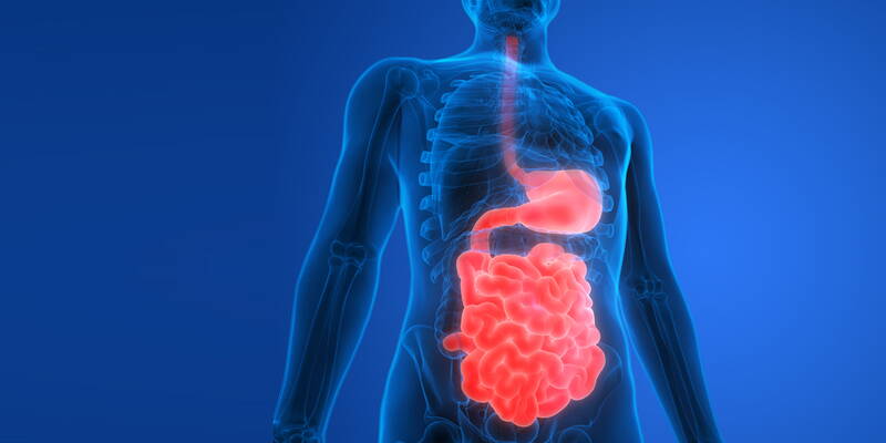 L'intestino e le sue connessioni con il sistema nervoso centrale (SNC)
