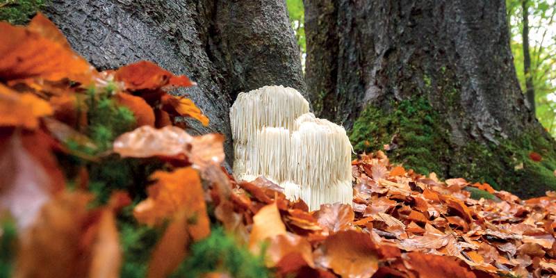 HERICIUM | The medicinal mushroom of the nervous system and gastrointestinal health