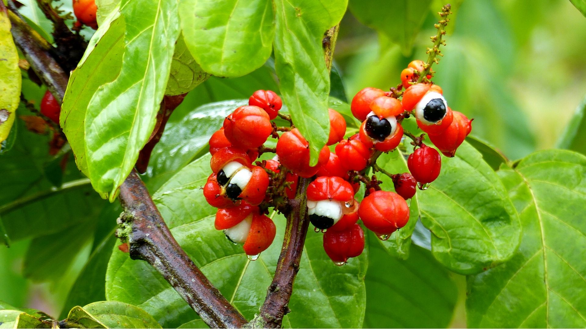 Phytonutrients